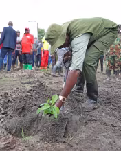 planting